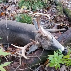 Meet your Posher, Frank